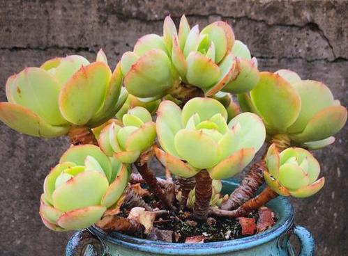 碧桃多肉（揭秘碧桃多肉的叶形变化及其栽培技巧）