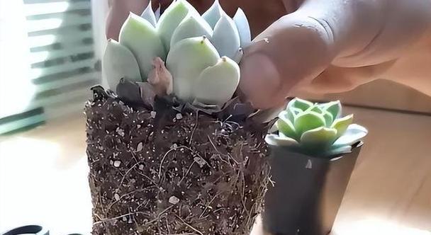 水瓶养多肉，绿意满溢（探秘多肉植物在水瓶中的生长奇迹）