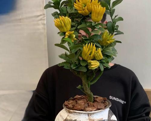 手扶瓜的盆栽之美（打造绿色家园的好选择）