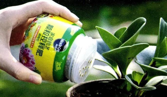 盆栽植物的肥养知识（肥养频率、肥料选择及施肥技巧）