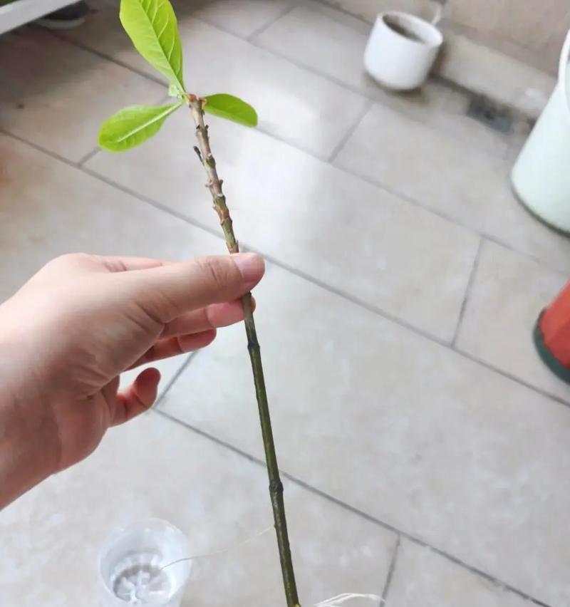 水培移植指南（以水培为基础的植物移植方法与技巧）