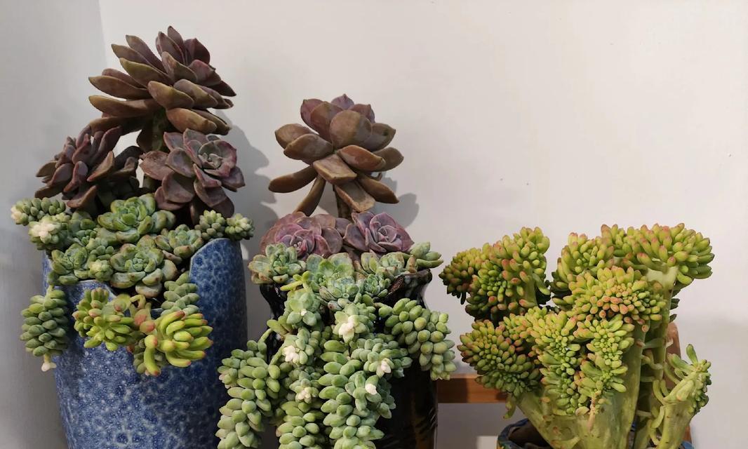 多肉植物之美——以仙人掌为主题的探索（探索仙人掌的独特魅力与生长习性）