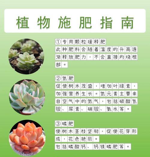 多肉植物盆栽养护技巧（以多肉刚服盆能控养吗？探讨多肉植物在盆栽中的养护要点）