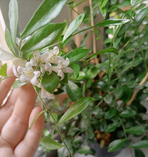 土壤养护与施肥技巧（打造健康土壤，提高农作物产量）