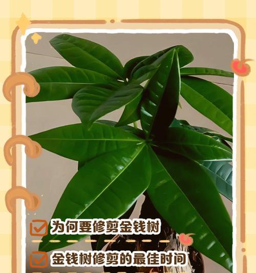 金钱树茂盛之道——财富增值的秘籍（打造繁盛的金钱树，让财富源源不断）