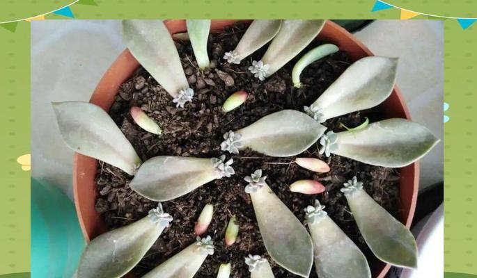 秋季叶插多肉养护指南（用秋季的叶片，繁衍多肉的魅力）