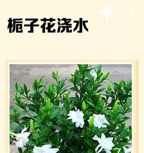 栀子花水过多导致肌肤湿润不干燥的原因（探究栀子花水使用过多的影响及解决方法）