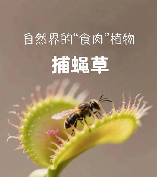 如何种植捕蝇草种子（通过种植捕蝇草种子，打造独特的食虫植物花园）