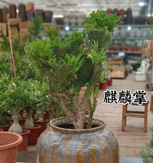 探索中国多肉植物的奇妙世界（多肉植物之美与价值的全方位剖析）