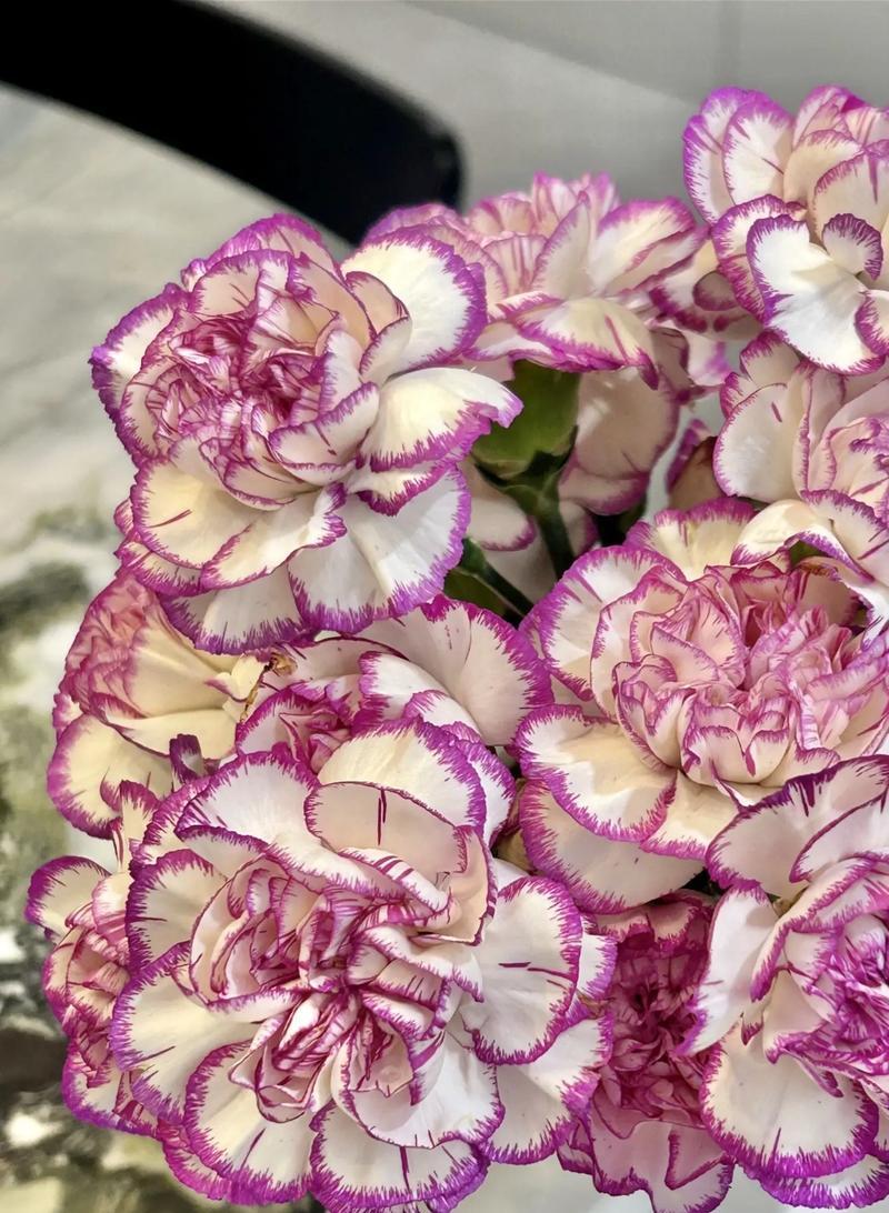 以盆栽康乃馨养好皮肤，做你的美肤利器（打造健康肌肤，盆栽康乃馨助你一臂之力）