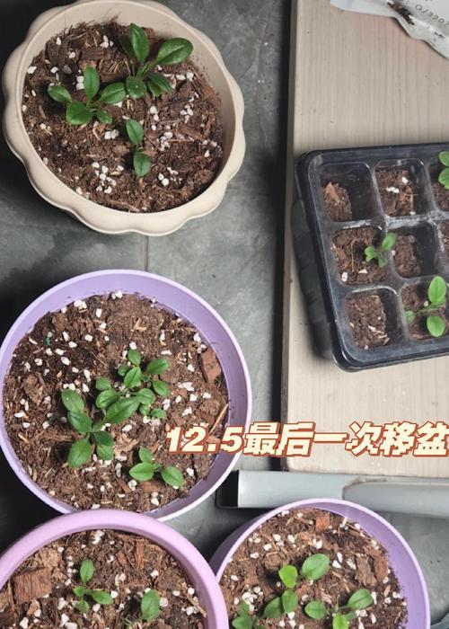勿忘我种子的保存方法与技巧（如何正确保存勿忘我种子，确保其长期存活）