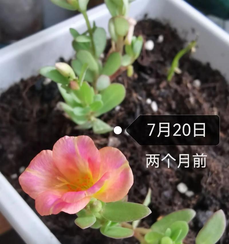 以马齿苋怎么养才能长得快？（掌握关键技巧，助你培育蓬勃的马齿苋）