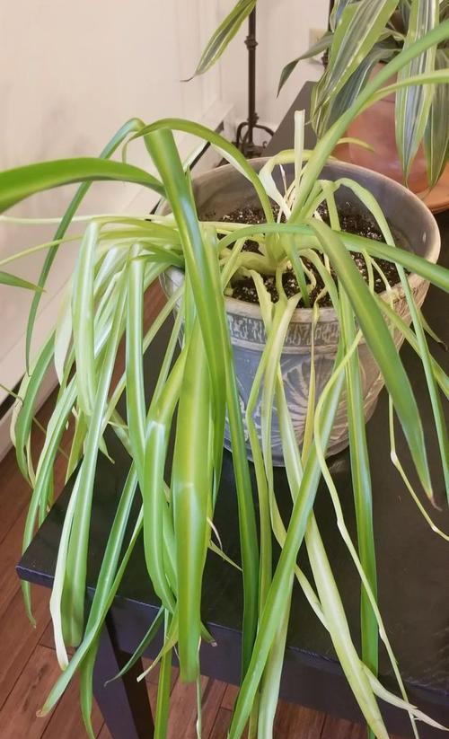 盆栽吊兰叶子上的小白虫——如何有效清除？（探索吊兰叶子上的小白虫种类、影响与防治方法）