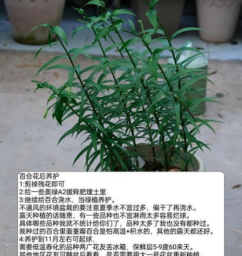 虎皮百合的种植技巧（打造美丽花园的秘密武器）