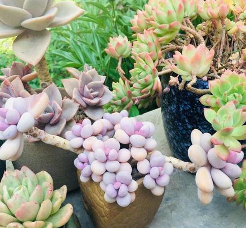 夏日多肉花养植全攻略（打造美丽多肉花园，享受夏日清凉）