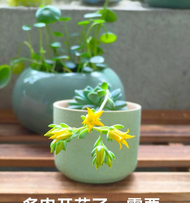 以多肉灯泡能开花吗？（探索多肉植物在灯泡环境下的开花可能性）