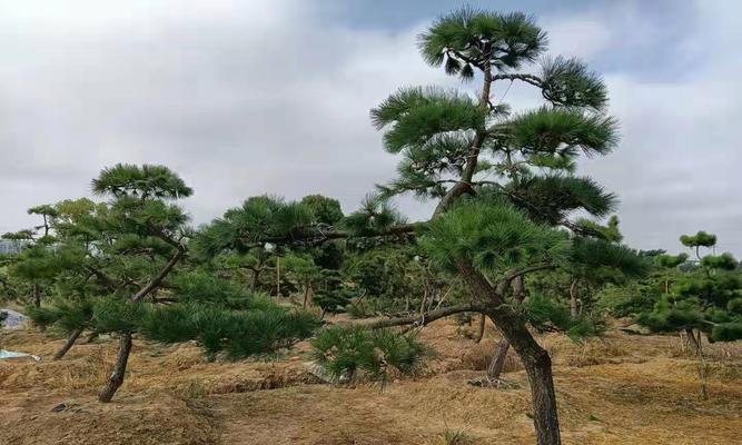 罗汉松死而复生之奇迹（一株罗汉松的不死传说）