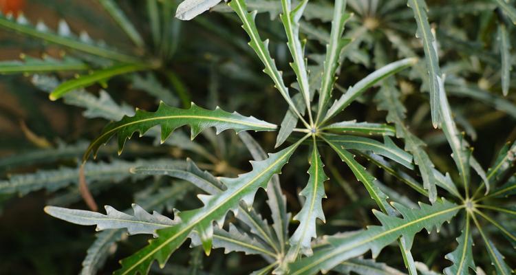 孔雀木的养殖技巧与注意事项（培育健康茂盛的孔雀木，关键是这一点）