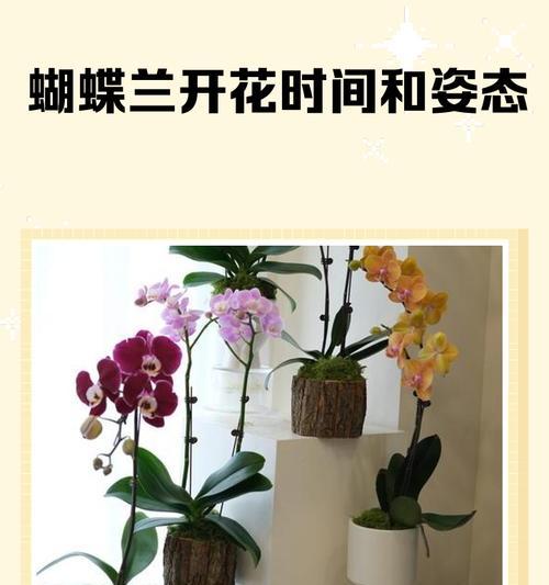 盆栽蝴蝶兰的科学浇水之道（精确掌握浇水频率和量，打造健康盆栽蝴蝶兰）