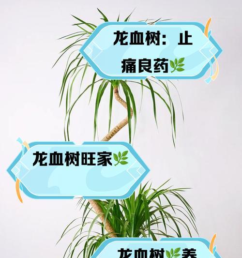 以龙血树怎么让叶片小（探索龙血树叶片小化的关键方法）