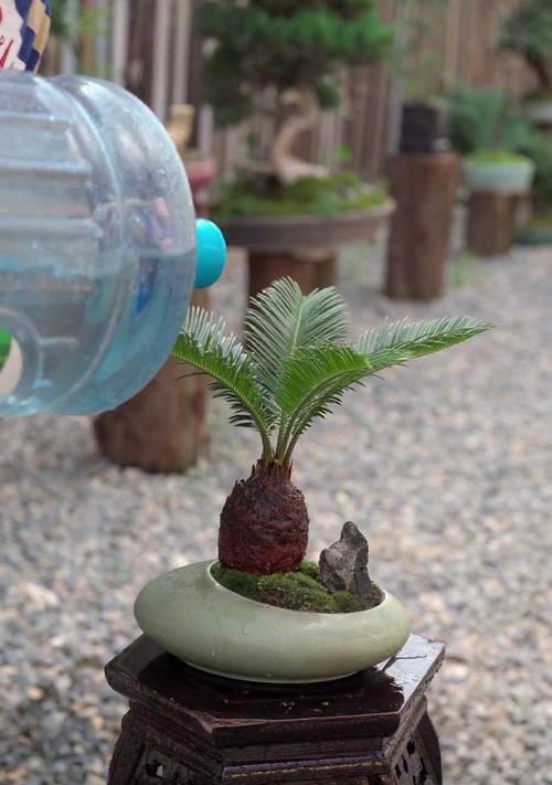 铁树养护指南（打造繁茂生机的铁树美景）