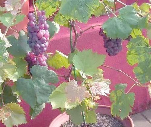 如何合理浇水，让盆栽葡萄度过寒冷冬季（冬季盆栽葡萄的浇水技巧）