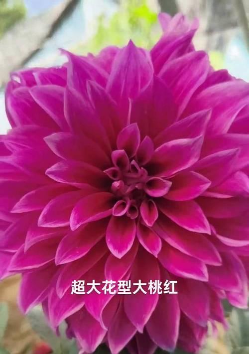 打造美丽花园的秘诀——大丽花养护指南（掌握关键技巧，成为大丽花专家）