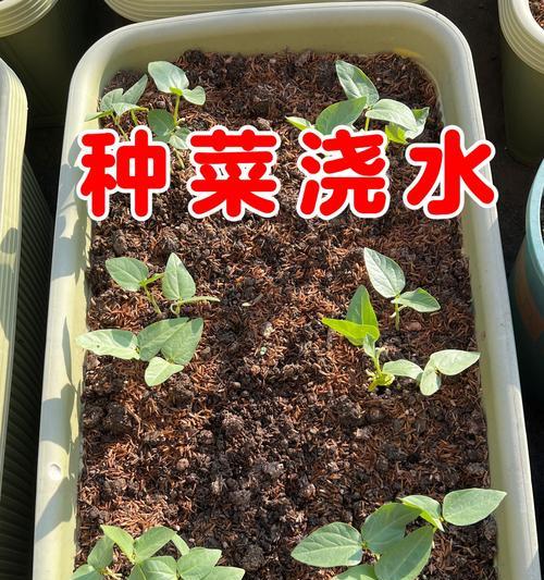 优化农业生产的新方法——以新种菜怎么浇水（科技助力农田水资源利用）