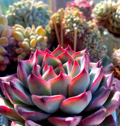 多肉移栽的水分管理秘籍（揭秘多肉植物的浇水需求量及技巧）