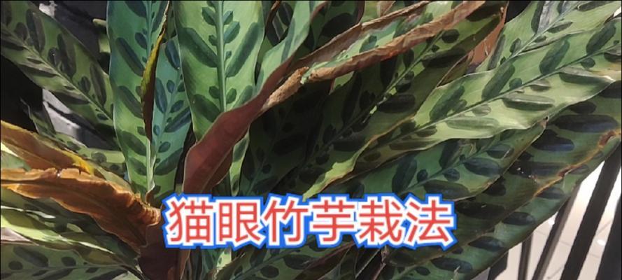 猫眼养护指南（从眼睛保健到视力保护，关爱你的猫眼从现在开始）