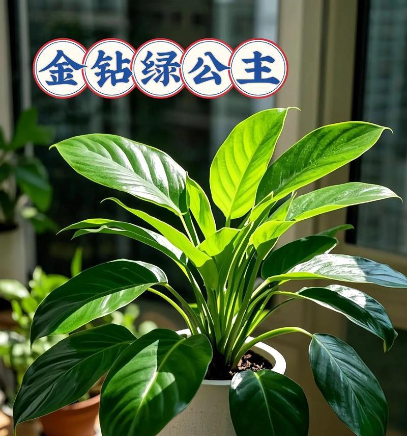 金钻开花的奇迹（探索金钻开花的过程与应用前景）