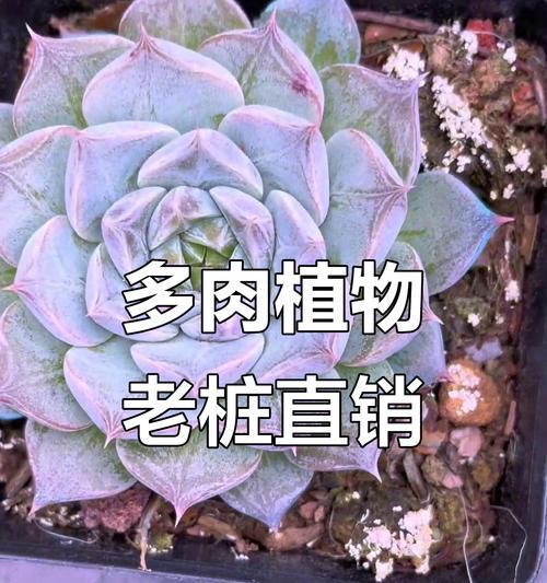 多肉老桩（探索多肉老桩掰叶子的益处及技巧）