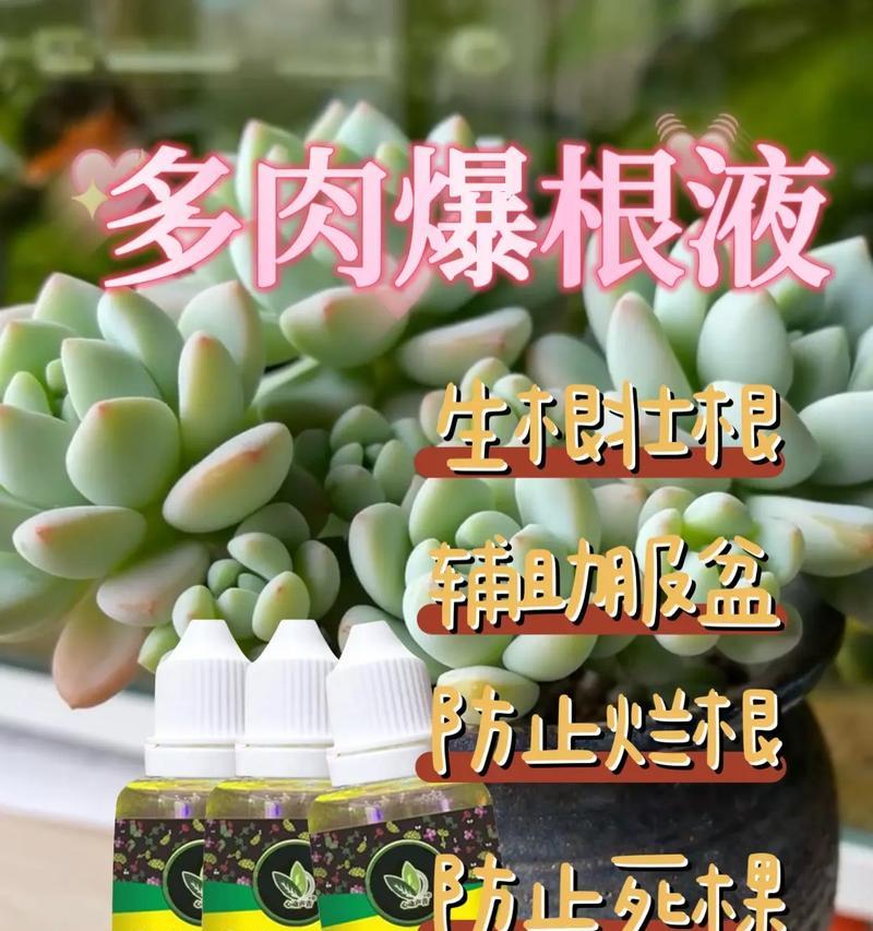 多肉植物底部叶片发黄的原因及处理方法（绿色多肉植物叶片变黄？快来了解下原因与解决办法吧！）