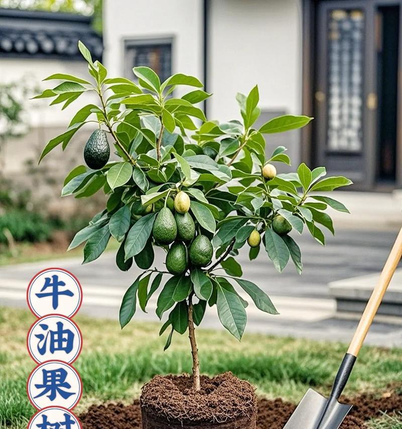 以牛油怎么种盆栽（掌握牛油盆栽技巧，打造绿意盎然的家居花园）