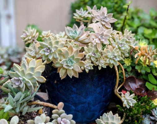 夏季养殖多肉植物的禁忌及注意事项（夏季多肉植物的关键养护要点，做好这些你的多肉会更健康）