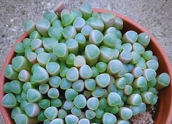 多肉五十铃玉发紫褶皱（探秘多肉植物五十铃玉发紫褶皱的独特魅力）