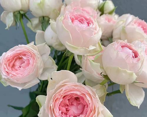 儿童月季（让孩子体验植物成长的乐趣）