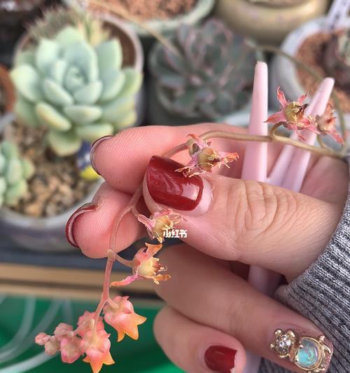 中华塔的养殖指南（了解中华塔养殖的关键要点与技巧）