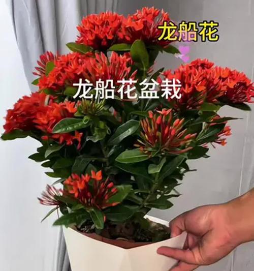 探索龙船花的魅力（一朵芬芳绽放的奇迹）