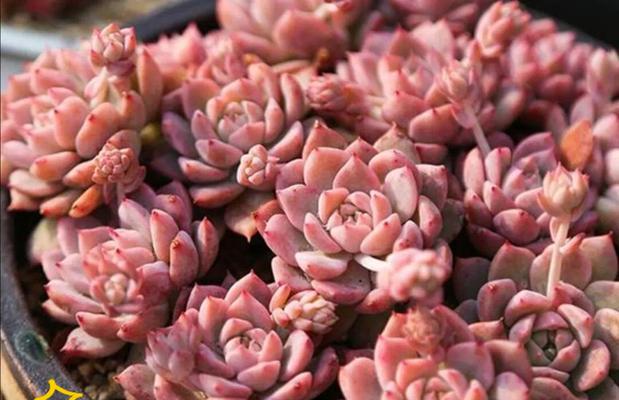 冬季室内花卉多肉的科学浇水方法（室内花卉多肉冬季保养的关键技巧）