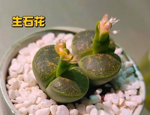 石莲多肉的水育方法（探索石莲多肉的新养殖方式）