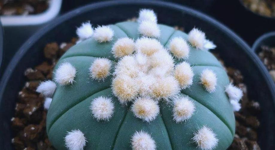 多肉星兜的土配方及养护技巧（打造健康多肉星兜的秘诀与方法）