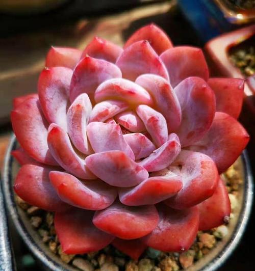 多肉植物（探索多肉植物世界，一起走进绿色的奇妙世界）